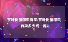 茶叶树苗哪里有卖(茶叶树苗哪里有卖多少钱一棵)