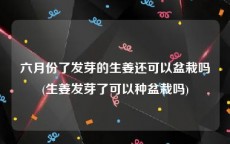 六月份了发芽的生姜还可以盆栽吗(生姜发芽了可以种盆栽吗)