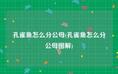 孔雀鱼怎么分公母(孔雀鱼怎么分公母图解)