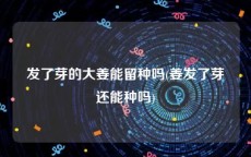 发了芽的大姜能留种吗(姜发了芽还能种吗)