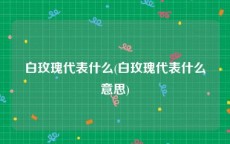 白玫瑰代表什么(白玫瑰代表什么意思)
