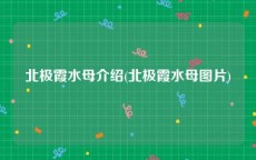 北极霞水母介绍(北极霞水母图片)