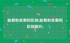 胎菊和贡菊的区别(胎菊和贡菊的区别图片)