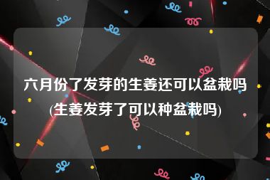 六月份了发芽的生姜还可以盆栽吗(生姜发芽了可以种盆栽吗)