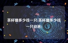 茶杯猫多少钱一只(茶杯猫多少钱一只幼崽)