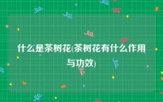 什么是茶树花(茶树花有什么作用与功效)