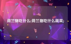 荷兰猪吃什么(荷兰猪吃什么蔬菜)