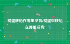 鸡蛋胚胎在哪里发育(鸡蛋里胚胎在哪里发育)