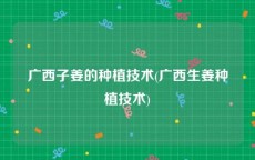 广西子姜的种植技术(广西生姜种植技术)