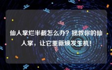 仙人掌烂半截怎么办？拯救你的仙人掌，让它重新焕发生机！