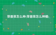芽苗菜怎么种(芽苗菜怎么种植)