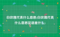 白玫瑰代表什么意思(白玫瑰代表什么意思花语是什么)