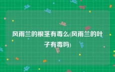 风雨兰的根茎有毒么(风雨兰的叶子有毒吗)