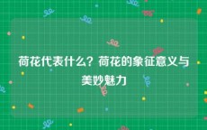 荷花代表什么？荷花的象征意义与美妙魅力