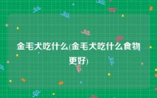 金毛犬吃什么(金毛犬吃什么食物更好)