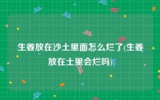 生姜放在沙土里面怎么烂了(生姜放在土里会烂吗)