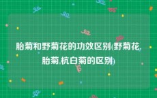 胎菊和野菊花的功效区别(野菊花,胎菊,杭白菊的区别)