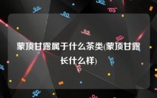 蒙顶甘露属于什么茶类(蒙顶甘露长什么样)