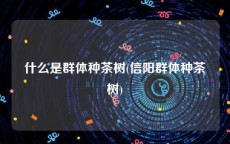 什么是群体种茶树(信阳群体种茶树)