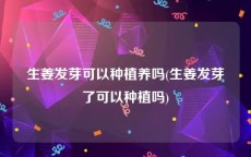 生姜发芽可以种植养吗(生姜发芽了可以种植吗)