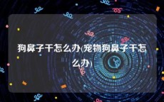 狗鼻子干怎么办(宠物狗鼻子干怎么办)