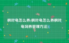 枫叶龟怎么养(枫叶龟怎么养枫叶龟饲养管理方法)