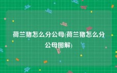 荷兰猪怎么分公母(荷兰猪怎么分公母图解)