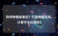 如何种植报春花？打造绚丽花海，让春天永远绽放！
