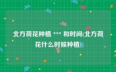 北方荷花种植 *** 和时间(北方荷花什么时候种植)