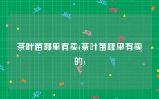 茶叶苗哪里有卖(茶叶苗哪里有卖的)