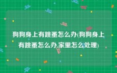 狗狗身上有跳蚤怎么办(狗狗身上有跳蚤怎么办,家里怎么处理)