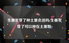 生姜发芽了种土里会活吗(生姜发芽了可以种在土里吗)