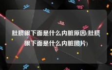 肚脐眼下面是什么内脏原因(肚脐眼下面是什么内脏图片)
