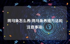 斑马鱼怎么养(斑马鱼养殖方法和注意事项)