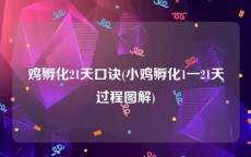 鸡孵化21天口诀(小鸡孵化1一21天过程图解)
