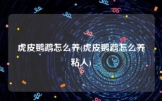 虎皮鹦鹉怎么养(虎皮鹦鹉怎么养粘人)