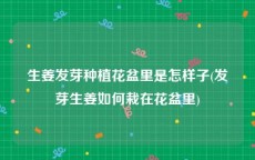 生姜发芽种植花盆里是怎样子(发芽生姜如何栽在花盆里)