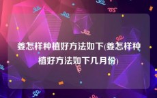 姜怎样种植好方法如下(姜怎样种植好方法如下几月份)