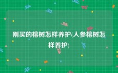 刚买的榕树怎样养护(人参榕树怎样养护)