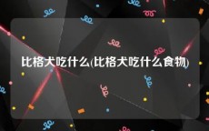 比格犬吃什么(比格犬吃什么食物)