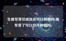 生姜发芽切成块还可以种植吗(姜发芽了可以切开种植吗)