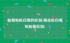 胎菊和杭白菊的区别(菊花杭白菊和胎菊区别)