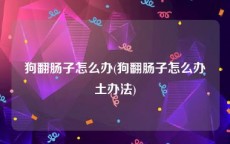 狗翻肠子怎么办(狗翻肠子怎么办土办法)