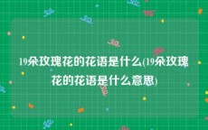 19朵玫瑰花的花语是什么(19朵玫瑰花的花语是什么意思)