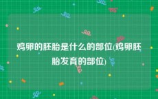 鸡卵的胚胎是什么的部位(鸡卵胚胎发育的部位)