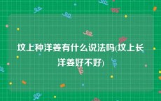 坟上种洋姜有什么说法吗(坟上长洋姜好不好)