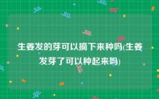 生姜发的芽可以摘下来种吗(生姜发芽了可以种起来吗)