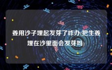 姜用沙子埋起发芽了咋办(把生姜埋在沙里面会发芽吗)