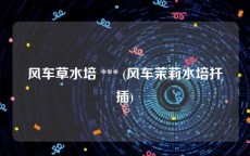 风车草水培 *** (风车茉莉水培扦插)