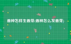 姜种怎样生姜芽(姜种怎么发姜芽)